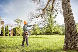 How Our Tree Care Process Works  in Bothell East, WA